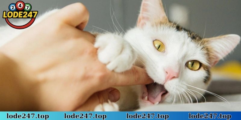 Ý nghĩa từ giấc mơ thấy mèo trắng mang đến vận may